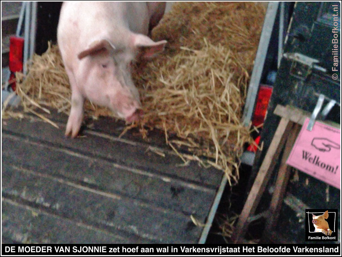 DE MOEDER VAN SJONNIE zet hoef aan wal in Varkensvrijstaat Het Beloofde Varkensland