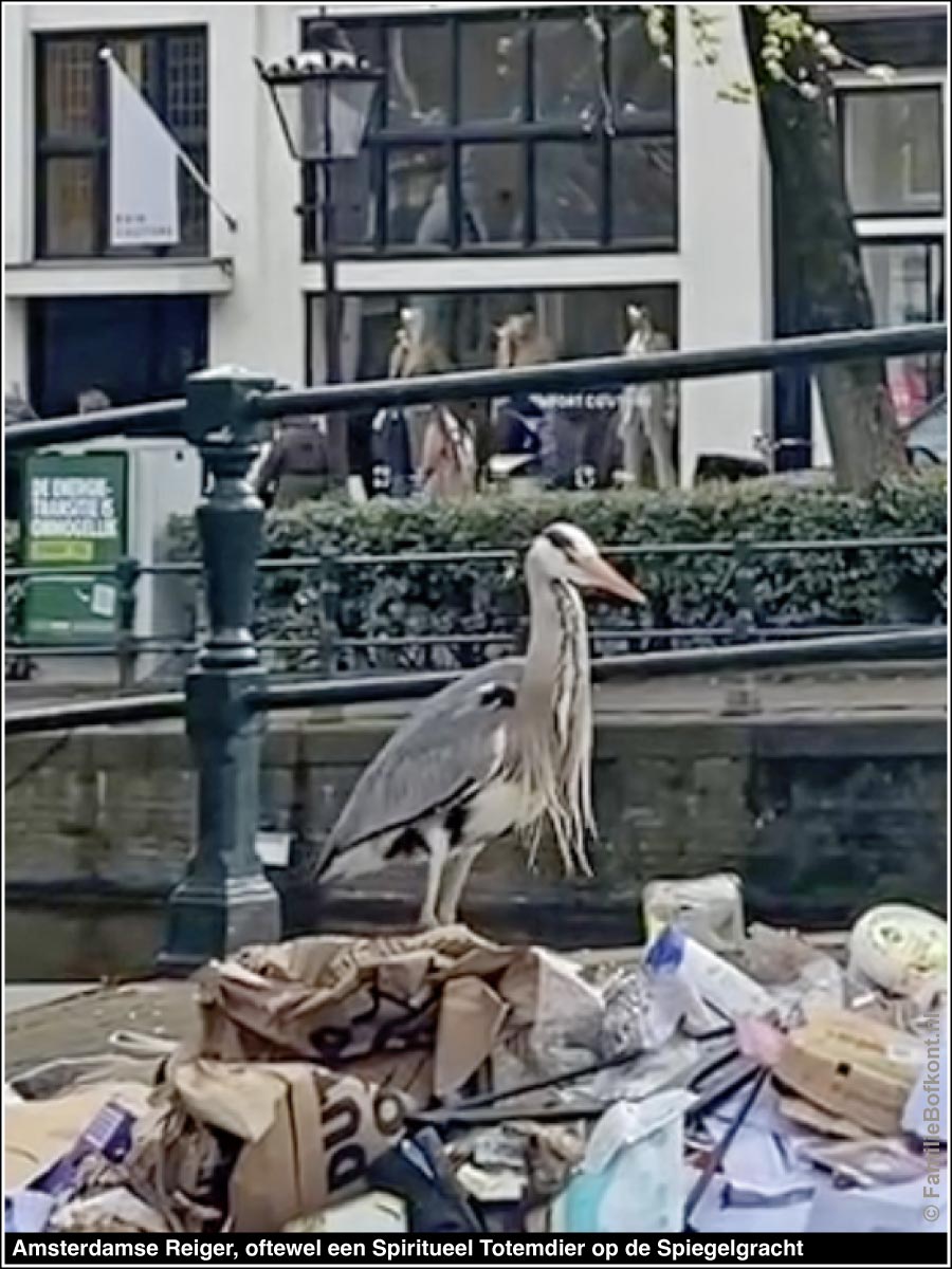 Amsterdamse Reiger, oftewel een Spiritueel Totemdier op de Spiegelgracht