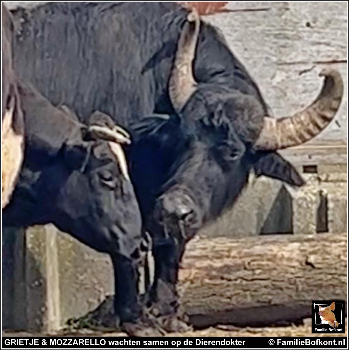 GRIETJE & MOZZARELLO komen weer samen en dan is het wachten op de Dierendokter