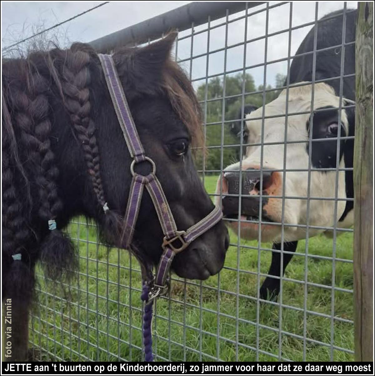 JETTE aan 't buurten op de Kinderboerderij, zo jammer voor haar dat ze daar weg moest... 