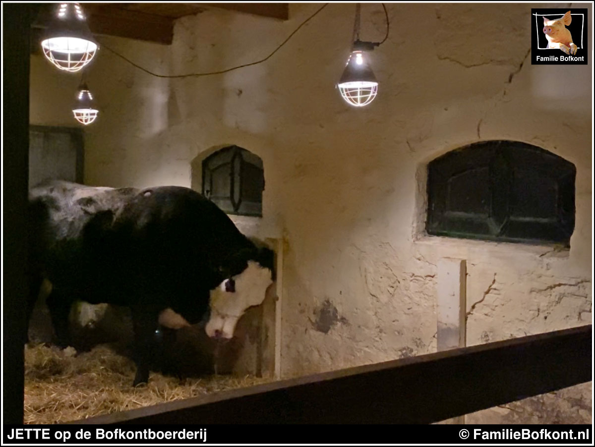 JETTE op de Bofkontboerderij
