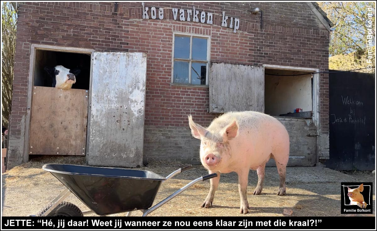 JETTE: “Hé, jij daar! Weet jij wanneer ze nou eens klaar zijn met die kraal?!”