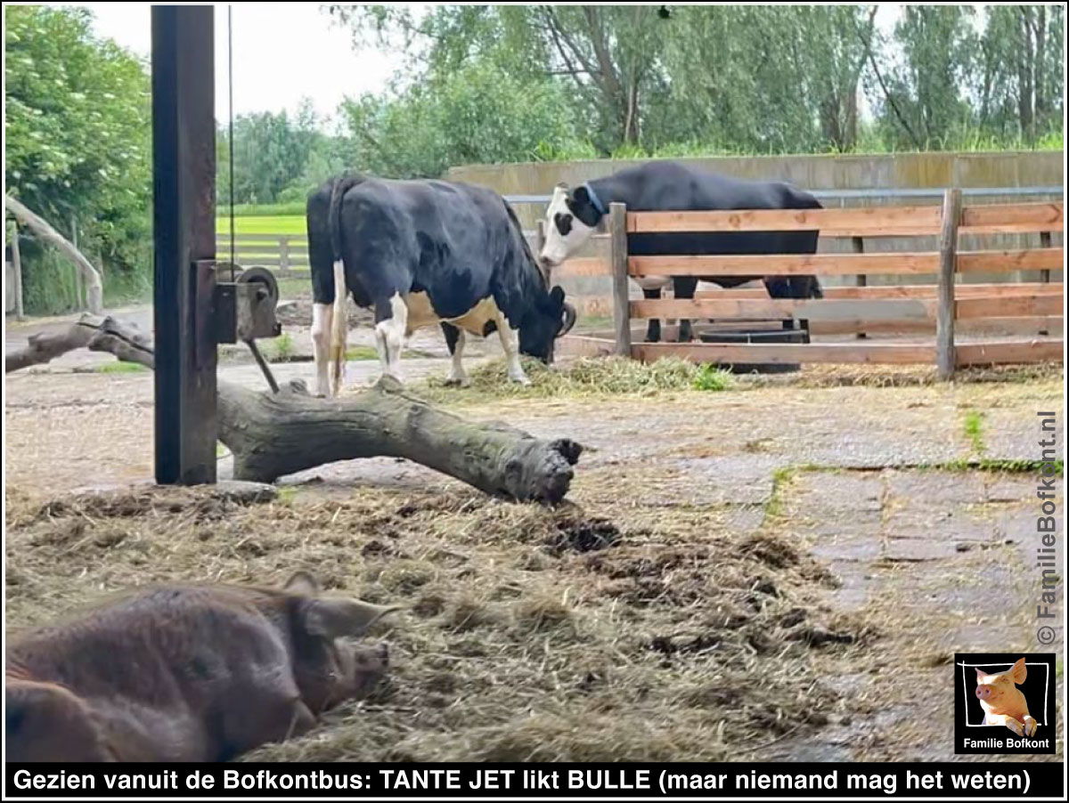 Gezien vanuit de Bofkontbus: TANTE JET likt BULLE (maar niemand mag het weten)