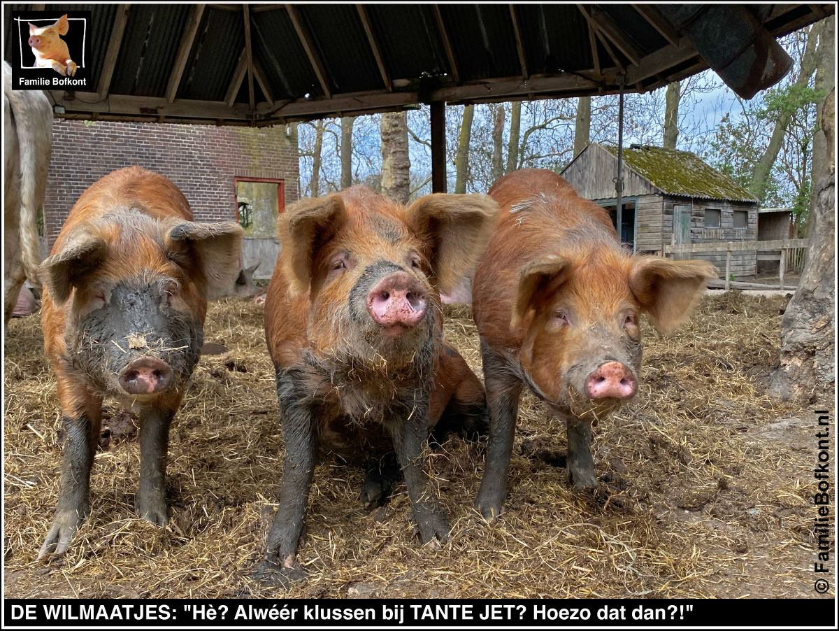 DE WILMAATJES: Hè? Alweer klussen bij TANTE JET? Hoezo dat dan?!