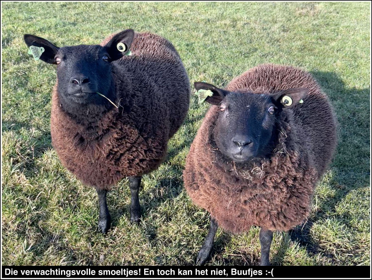 Die verwachtingsvolle smoeltjes! En toch kan het niet, Buufjes :-(