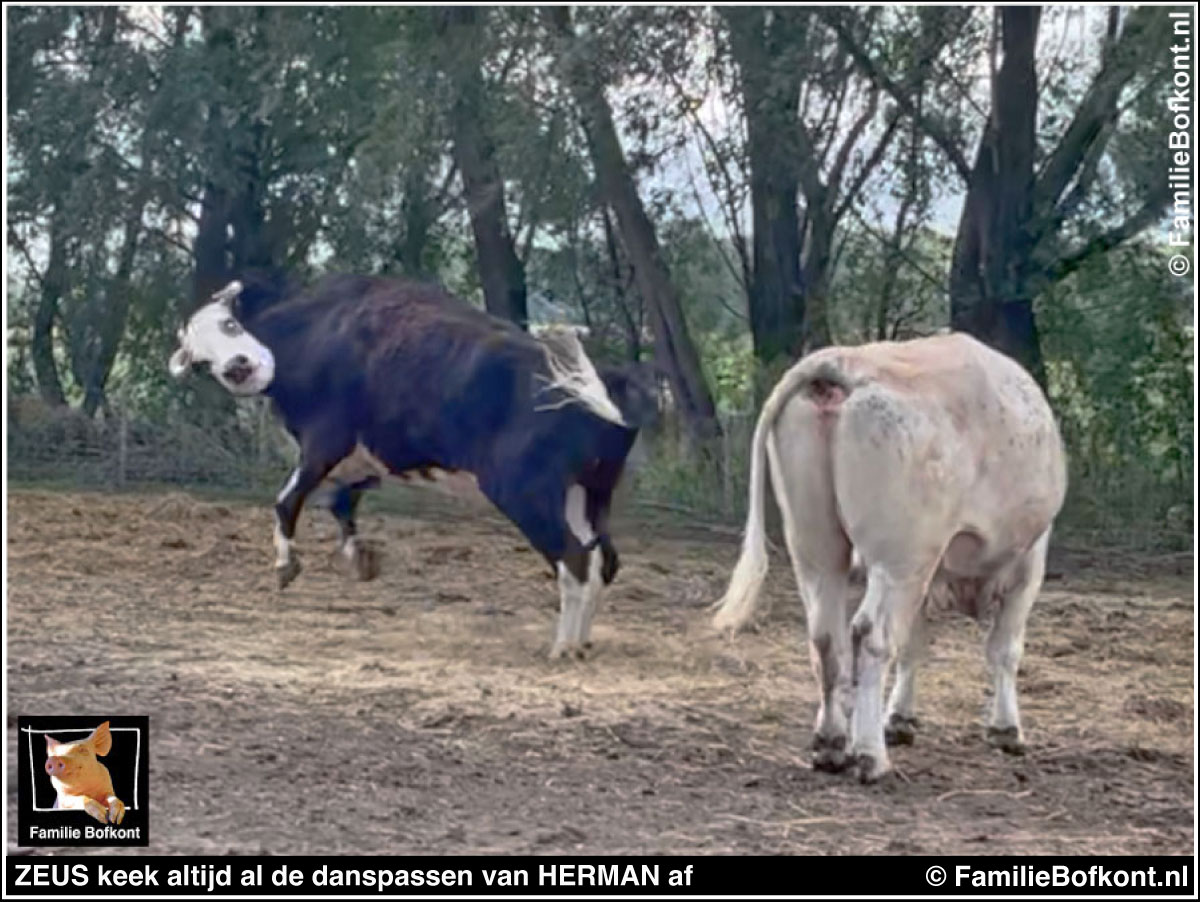 ZEUS keek altijd al de danspassen van HERMAN af