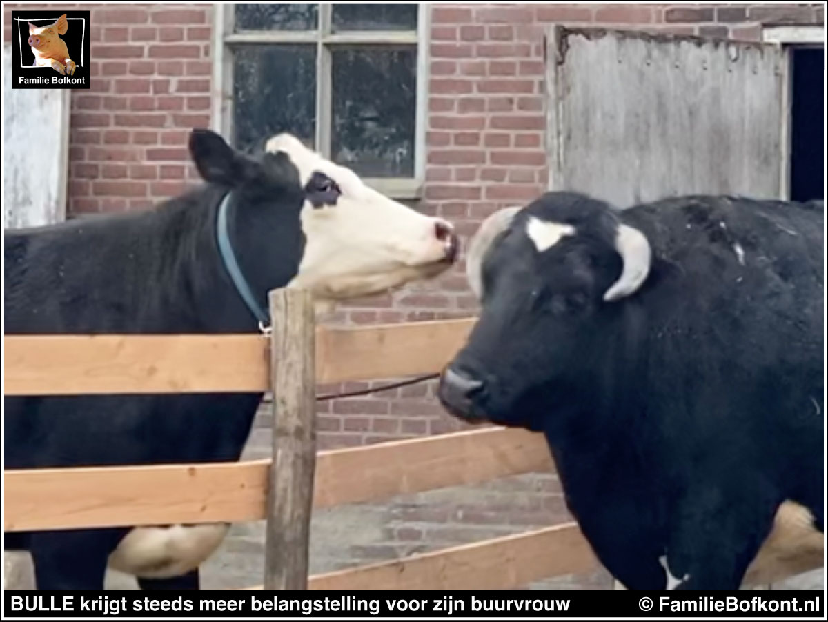 BULLE krijgt steeds meer belangstelling voor zijn buurvrouw
