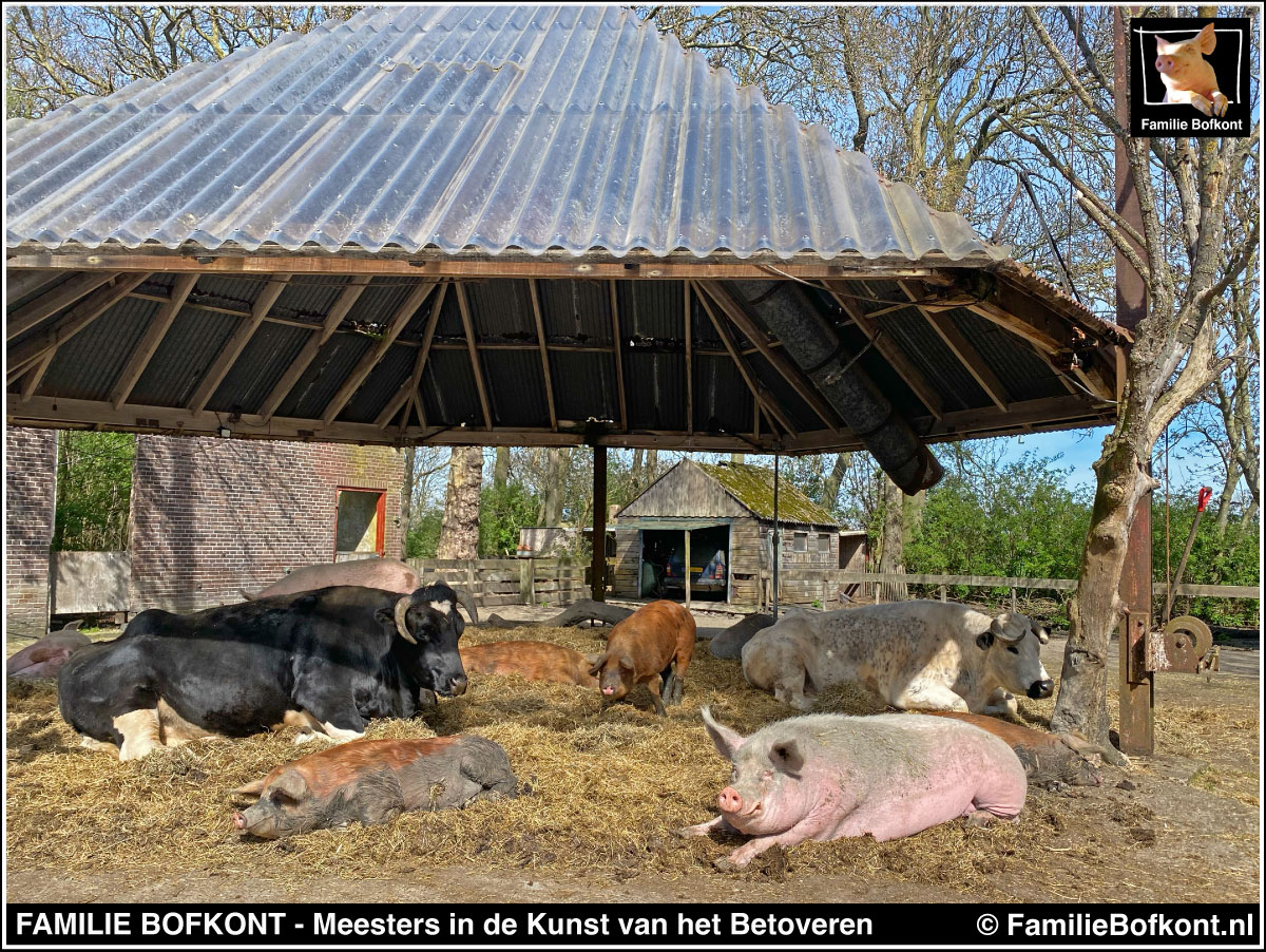 FAMILIE BOFKONT - Meesters in de Kunst van het Betoveren