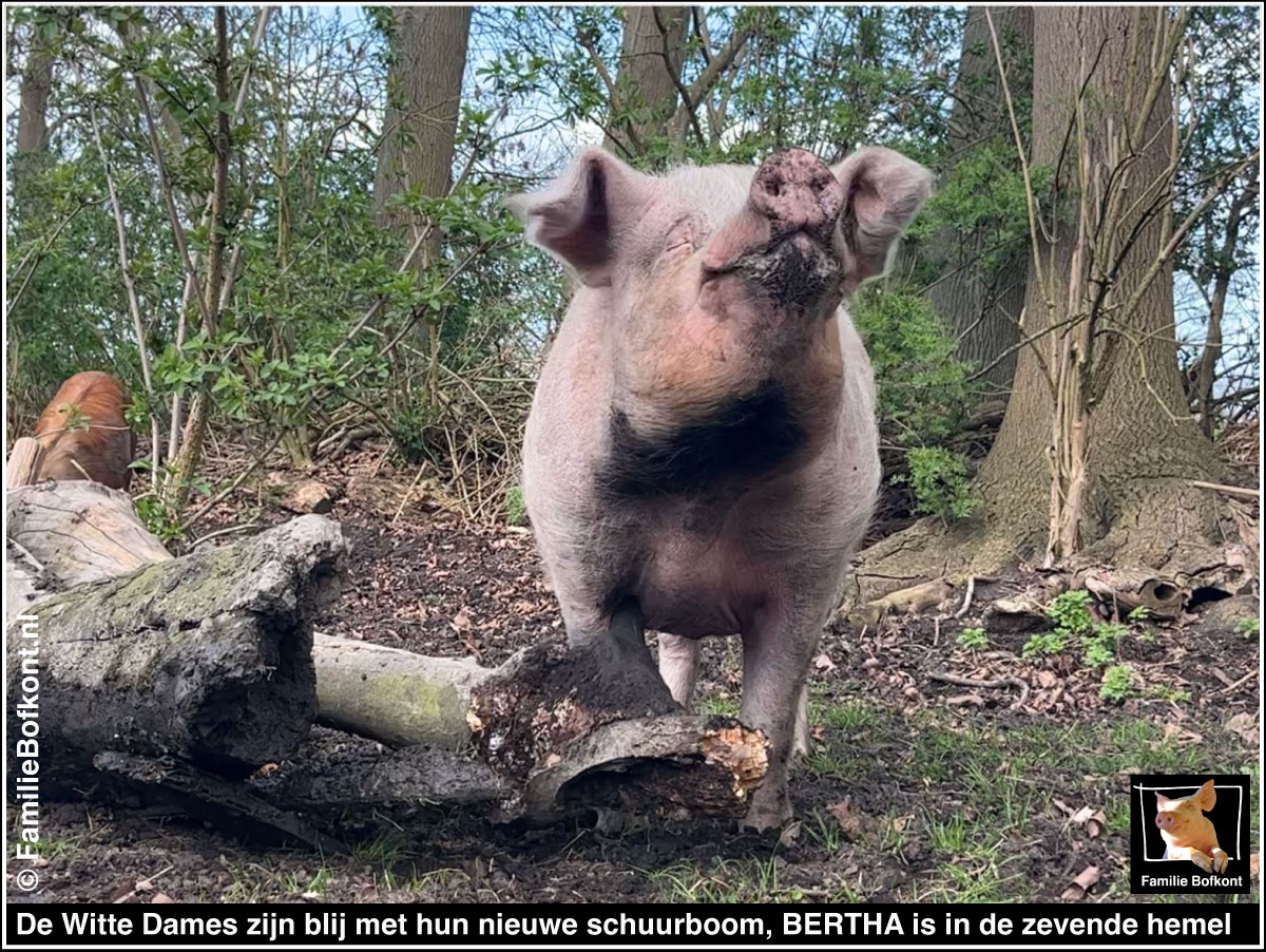 De Witte Dames zijn blij met hun nieuwe schuurboom, BERTHA is in de zevende hemel