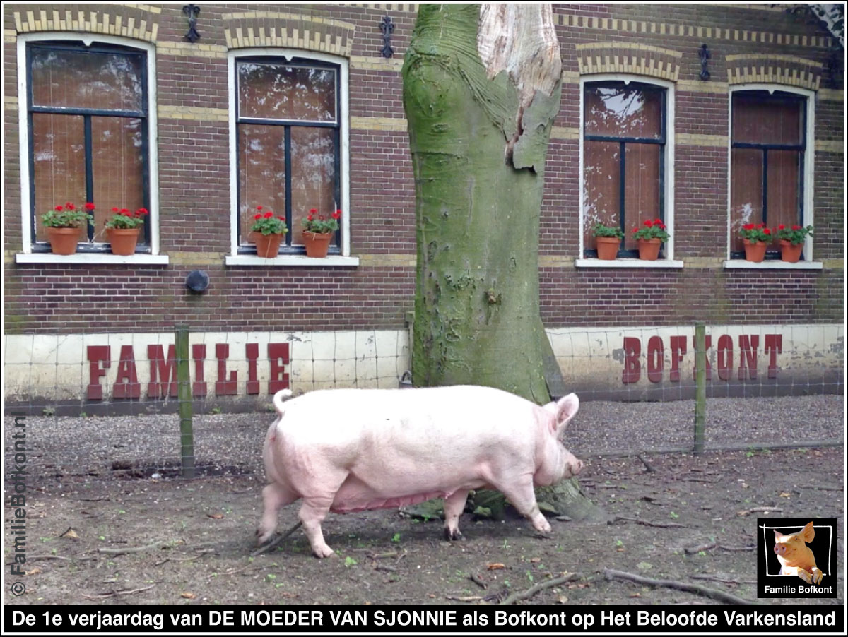 De 1e verjaardag van DE MOEDER VAN SJONNIE als Bofkont op Het Beloofde Varkensland