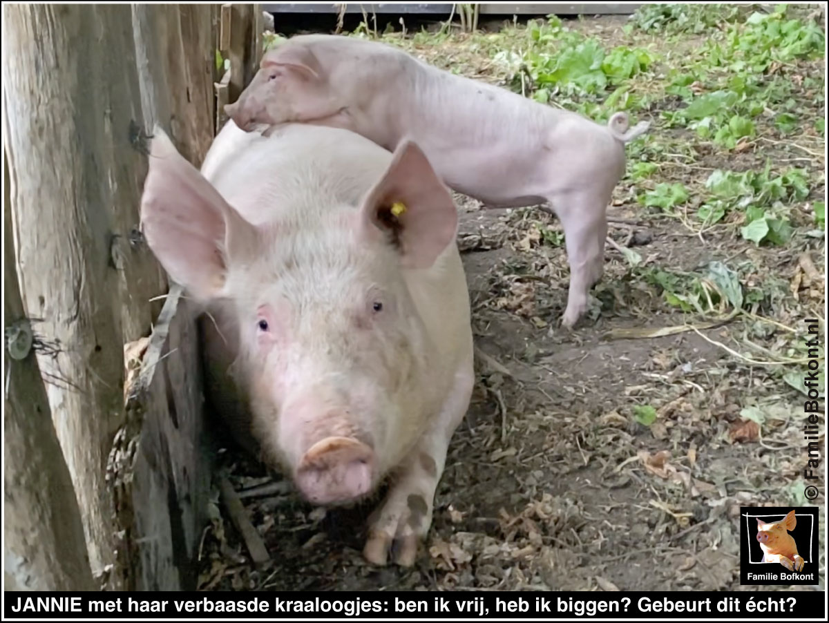 JANNIE met haar verbaasde kraaloogjes: ben ik vrij, heb ik biggen? Gebeurt dit écht?