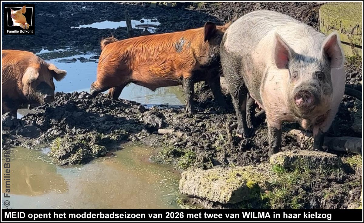 MEID opent het modderbadseizoen van 2026 met twee biggen van WILMA in haar kielzog