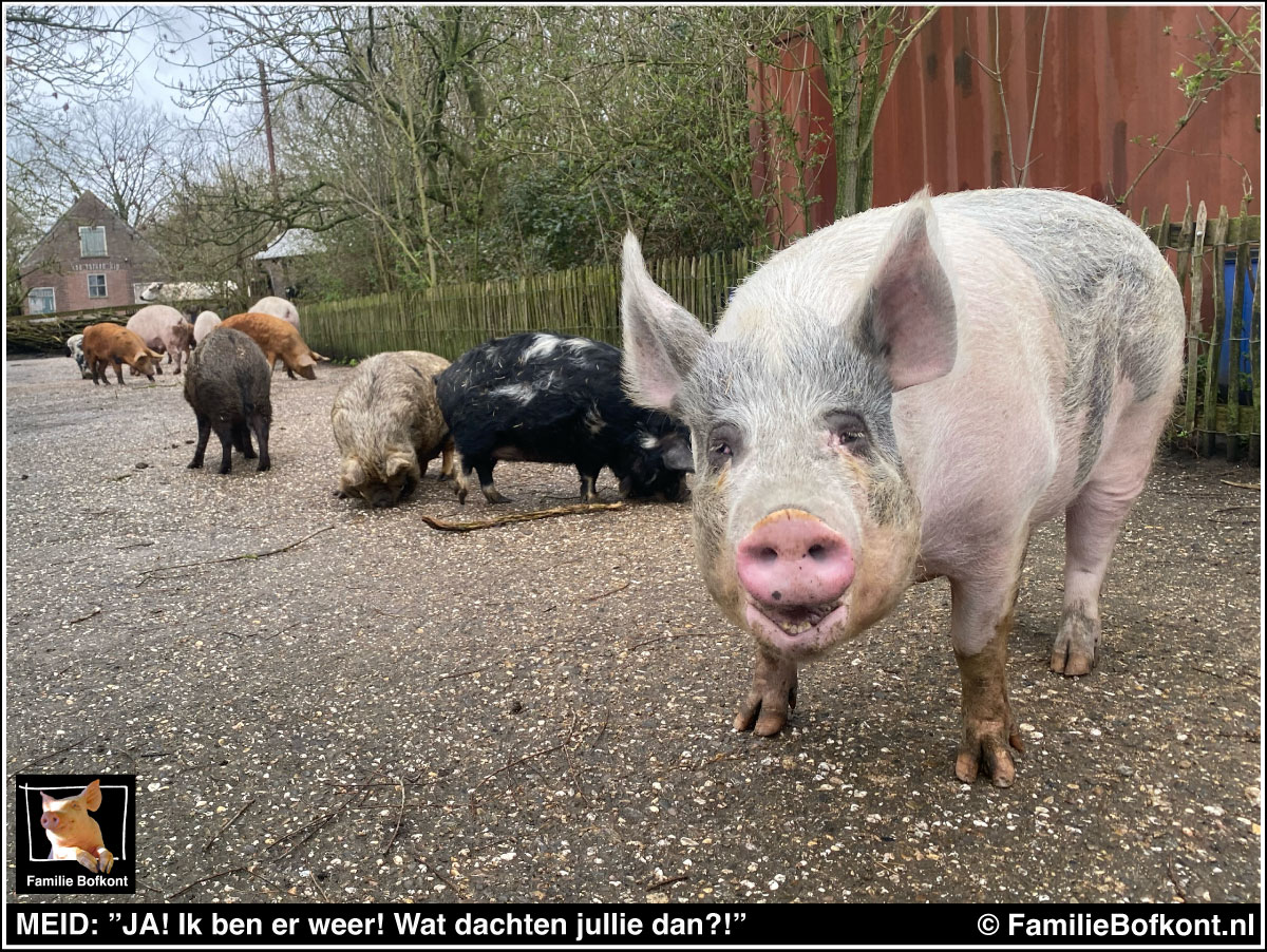MEID: ”JA! Ik ben er weer! Wat dachten jullie dan?!”