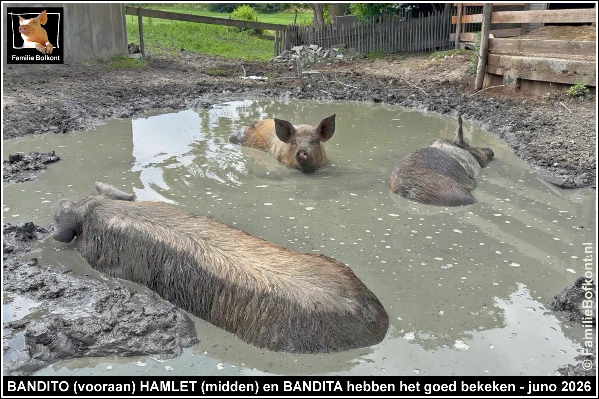 BANDITO (vooraan) HAMLET (midden) en BANDITA hebben het goed bekeken - juno 2026