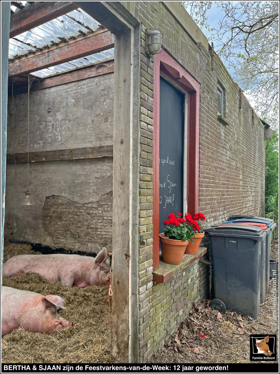 BERTHA & SJAAN zijn de Feestvarkens-van-de-Week: 12 jaar geworden!