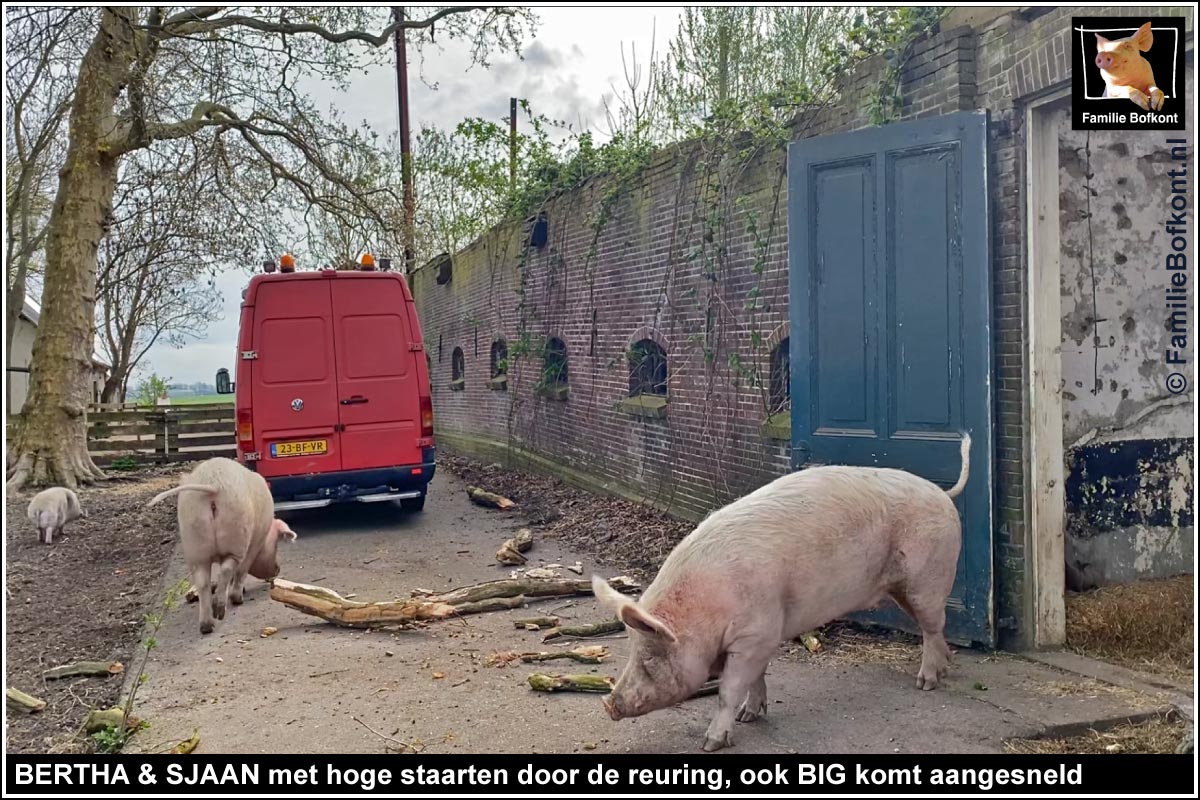 BERTHA & SJAAN met hoge staarten door de reuring, ook BIG komt aangesneld