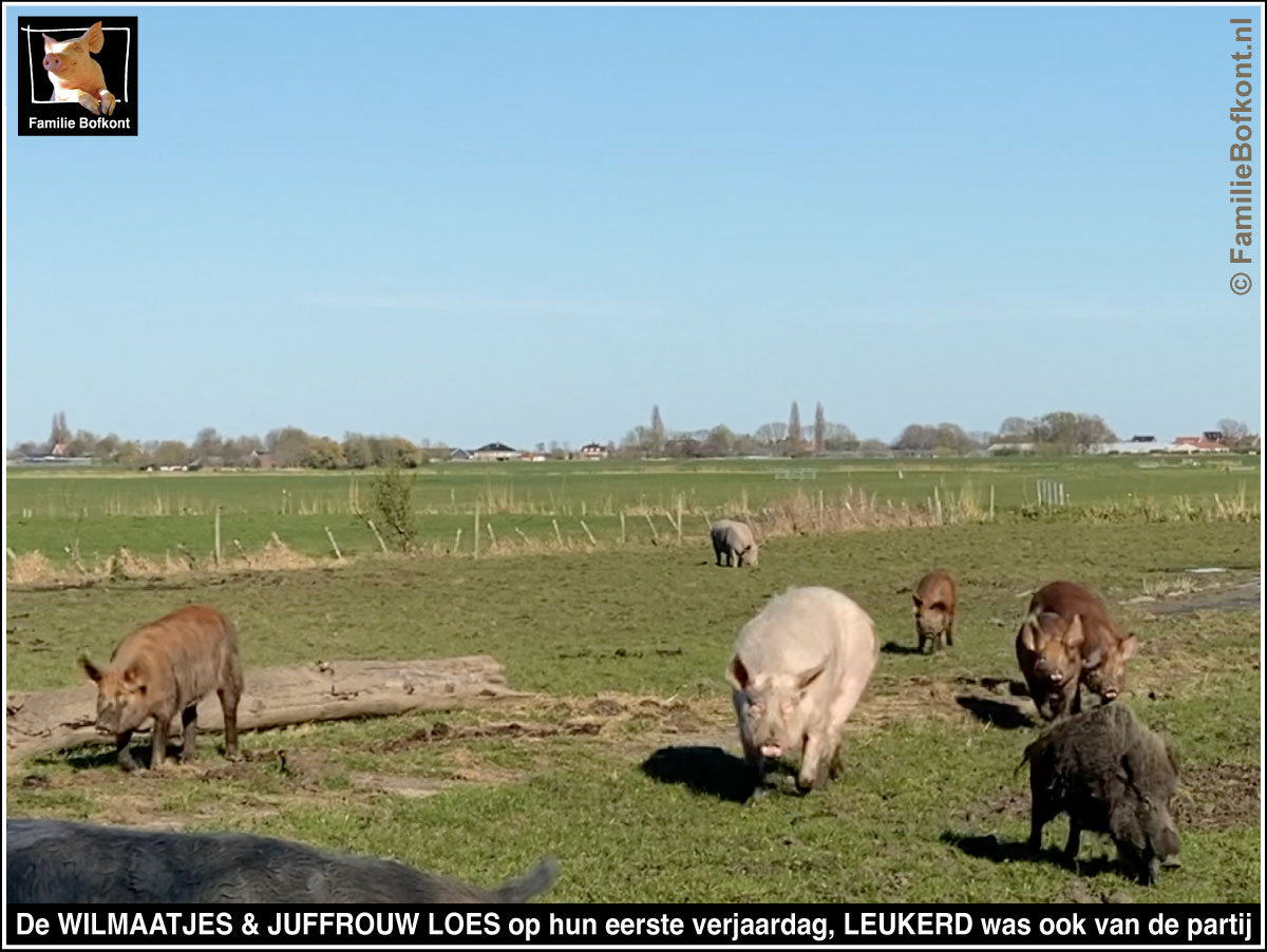 De WILMAATJES & JUFFROUW LOES op hun eerste verjaardag, LEUKERD was ook van de partij