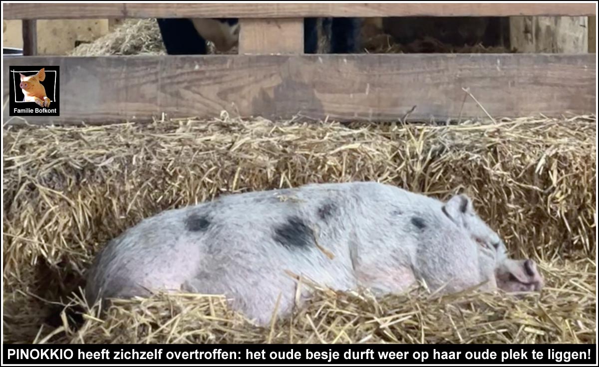 PINOKKIO heeft zichzelf overtroffen: het oude besje durft weer op haar oude plek te liggen!
