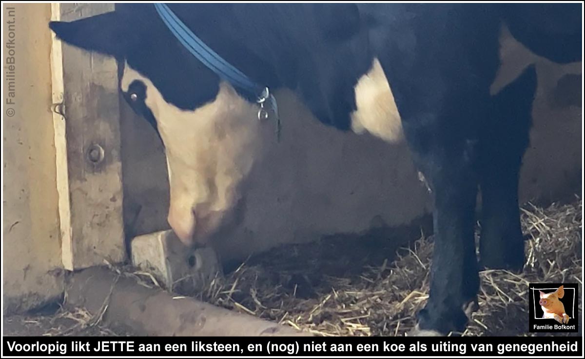 https://2026.bfknt.nl/voorlopig-likt-koe-jette-nog-aan-een-liksteen-familie-bofkont.jpg