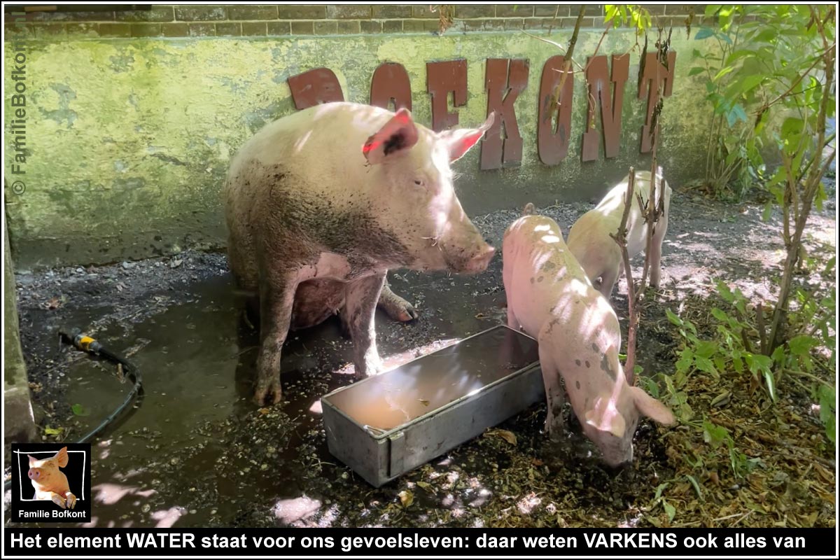 Het element WATER staat voor ons gevoelsleven: daar weten VARKENS ook alles van